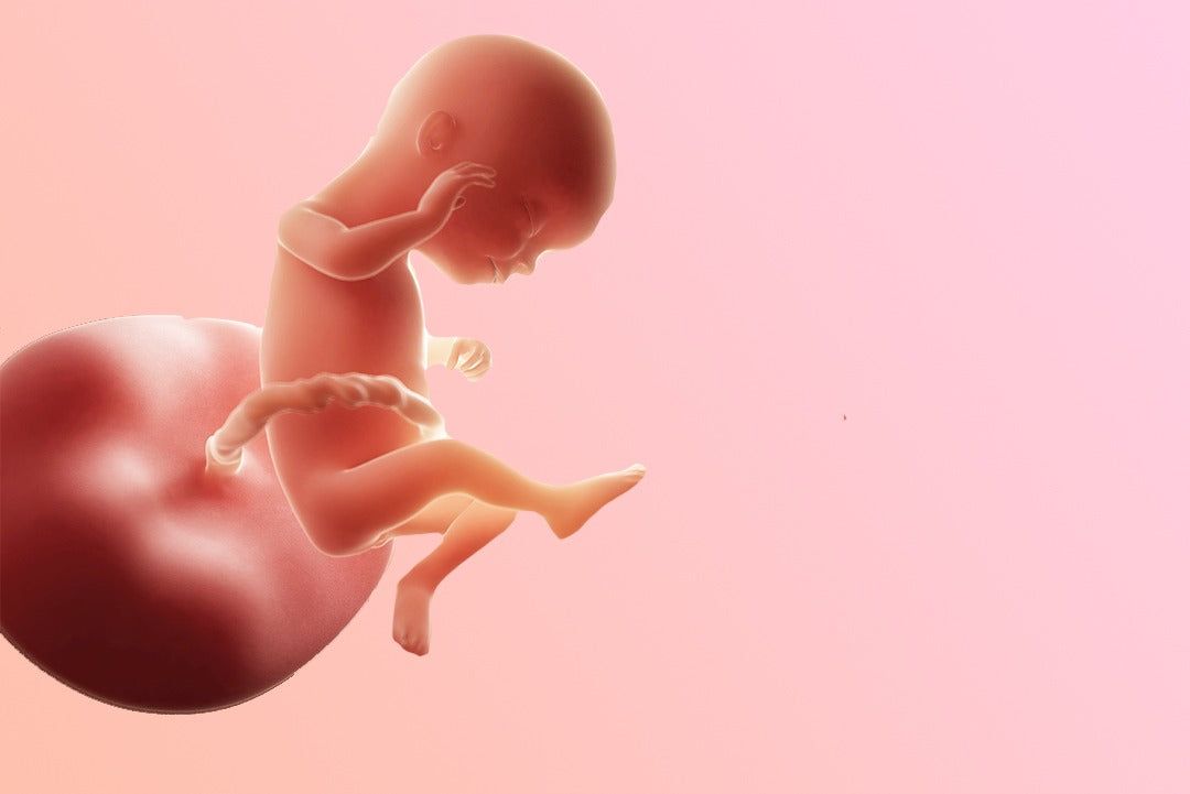 https://9thang10ngay.net/uploads/16_eme_semaine_d_amenorrhee_un_foetus_plus_agile_f3e6a6042d.jpg