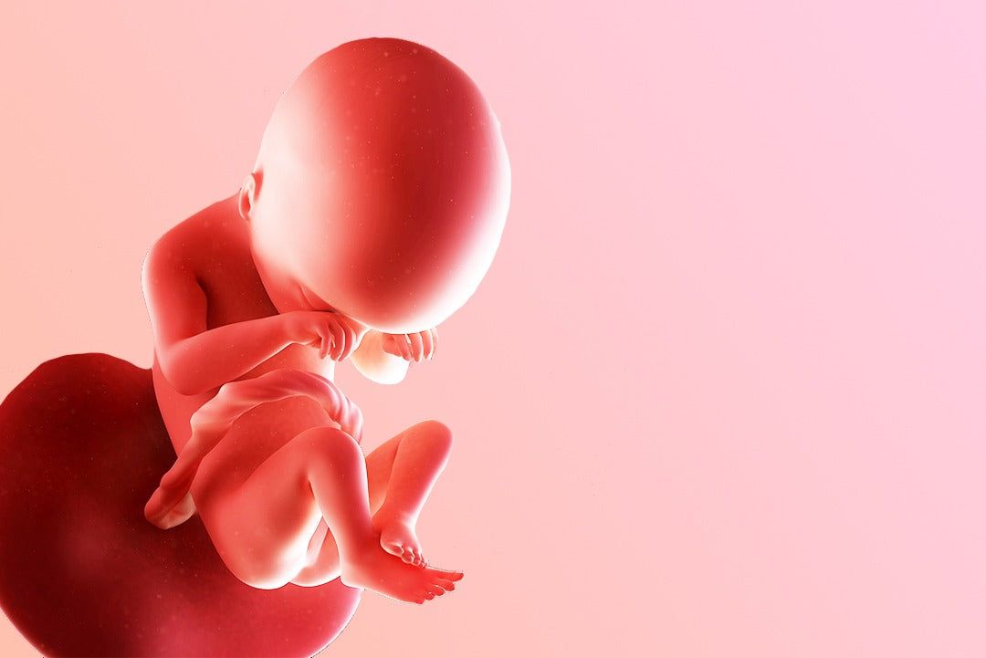 https://9thang10ngay.net/uploads/19_eme_semaine_d_amenorrhee_la_production_du_vernix_62908e7483.jpg