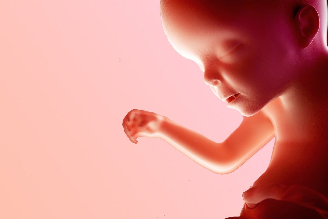 https://9thang10ngay.net/uploads/23eme_semaine_d_amenorrhee_un_bebe_de_plus_en_plus_agile_56c4f08679.jpg