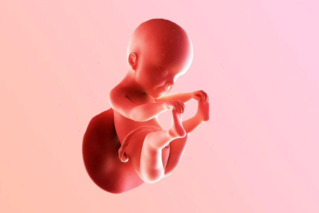 https://9thang10ngay.net/uploads/25_eme_semaine_d_amenorrhee_un_bebe_tonique_jpg_11bcae20de.webp
