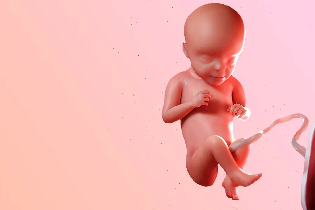 https://9thang10ngay.net/uploads/29_eme_semaine_d_amenorrhee_un_bebe_qui_s_etire_jpg_c410b484ad.webp