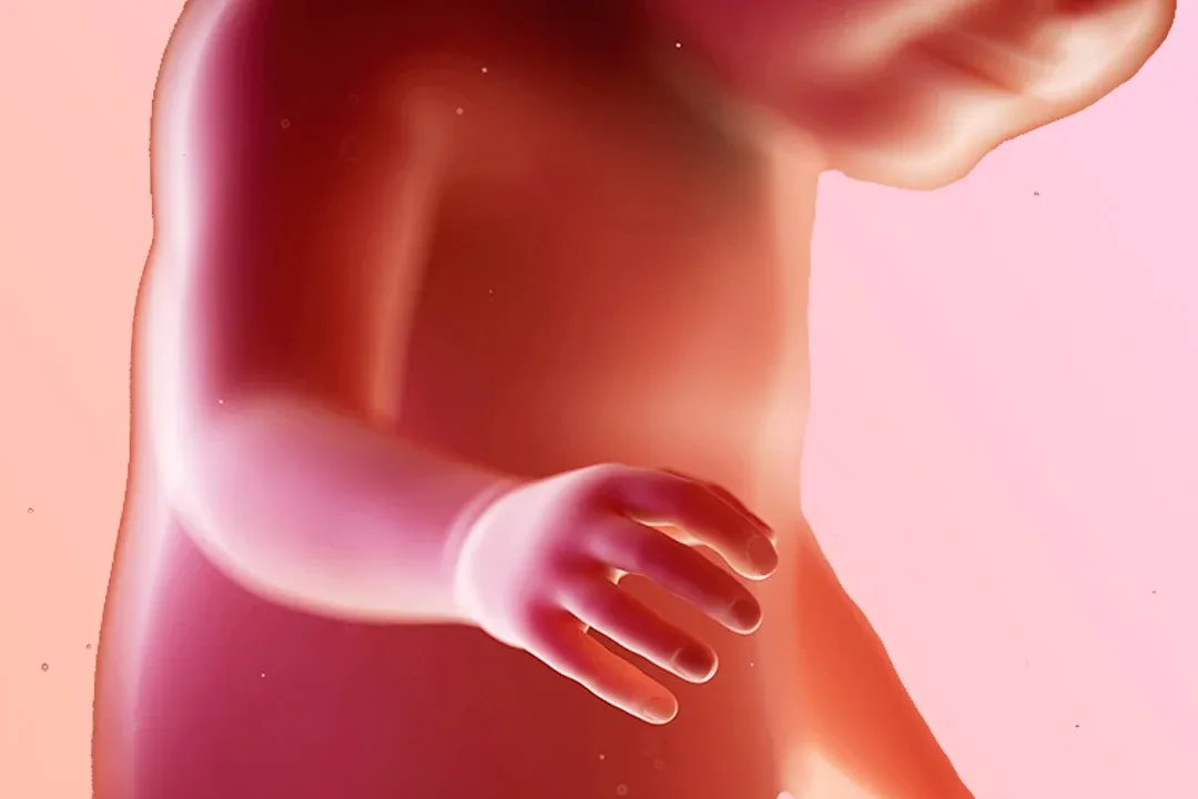 https://9thang10ngay.net/uploads/31_eme_semaine_d_amenorrhee_un_bebe_tete_en_bas_jpg_c71f0ec5e3.webp