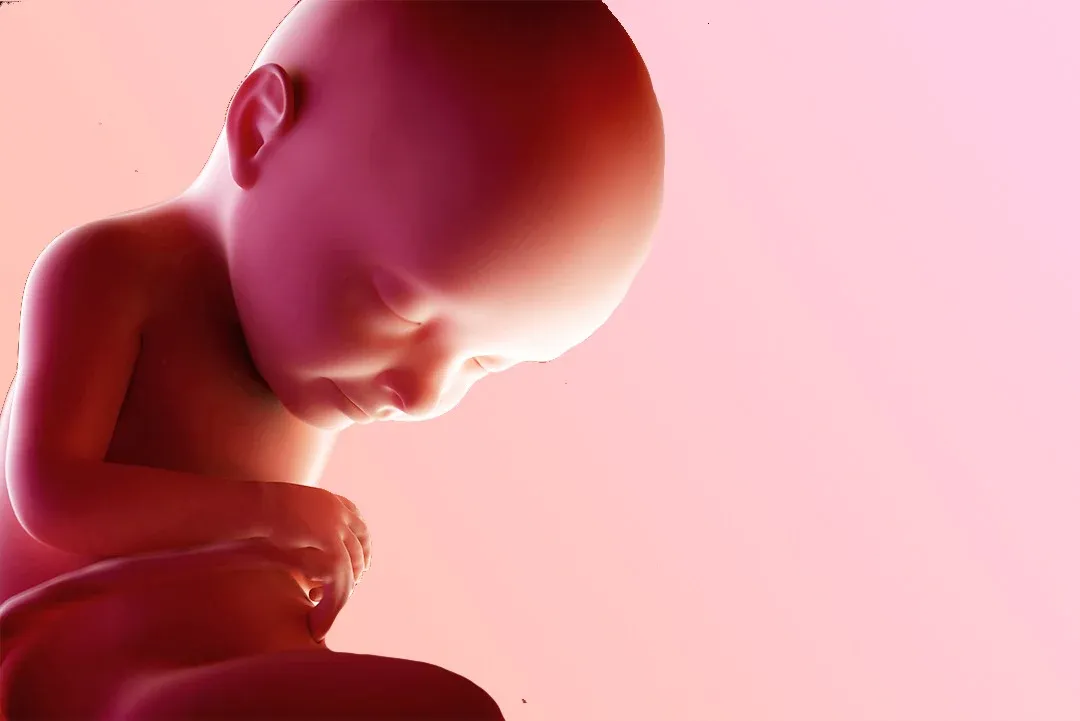 https://9thang10ngay.net/uploads/32_eme_semaine_d_amenorrhee_un_bebe_qui_s_enrobe_jpg_00c9a64a7c.webp