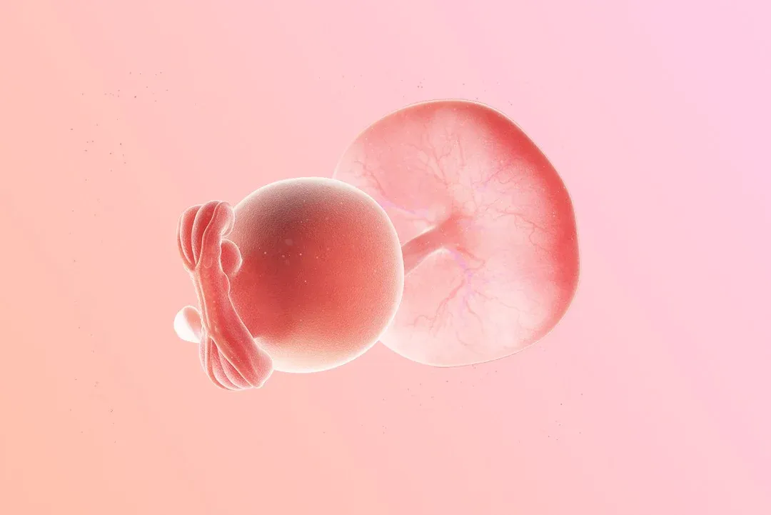https://9thang10ngay.net/uploads/6_eme_semaine_d_amenorrhee_la_fermeture_du_tube_neural_jpg_d10865134f.webp