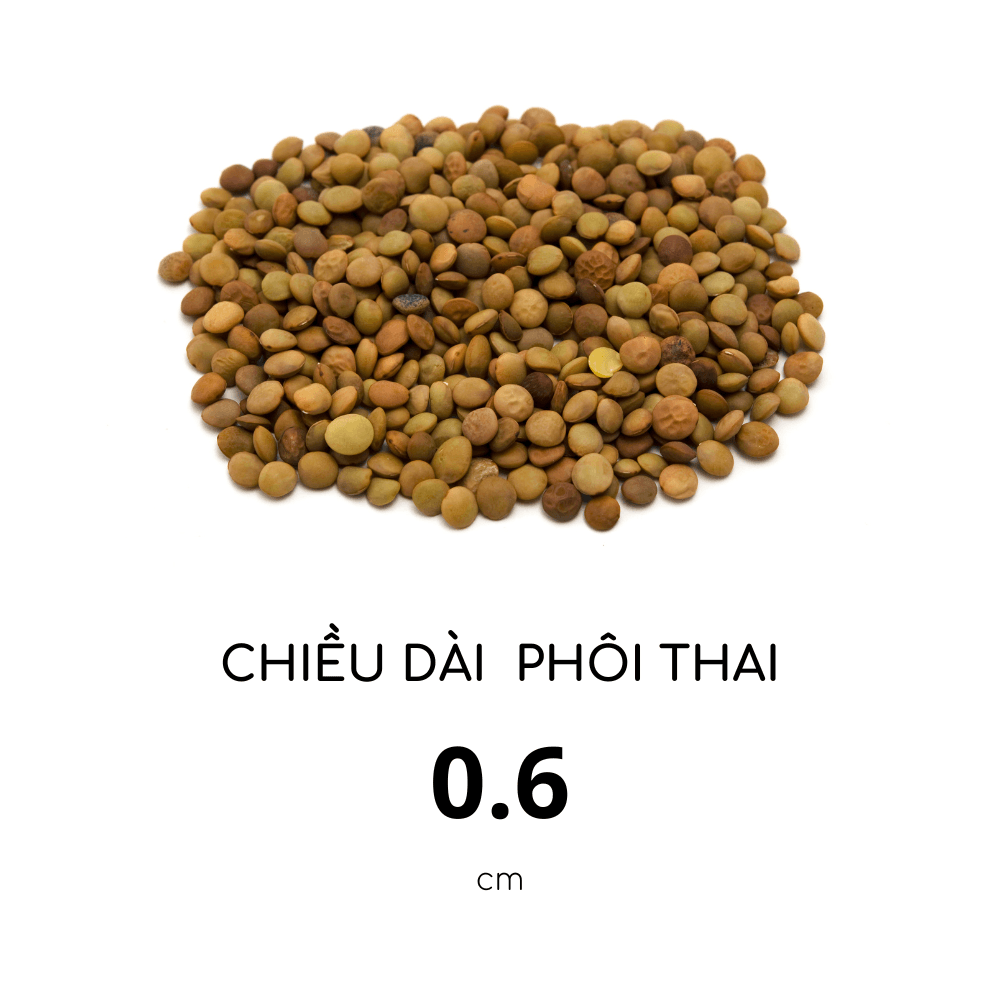 chiều dài thai 6 tuần