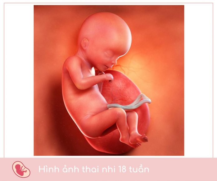 hình ảnh thai 19 tuần