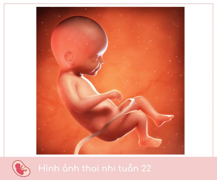 hình ảnh thai 22 tuần