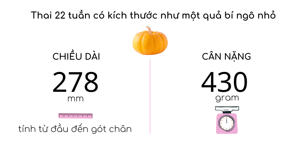 kích thước thai tuần 22